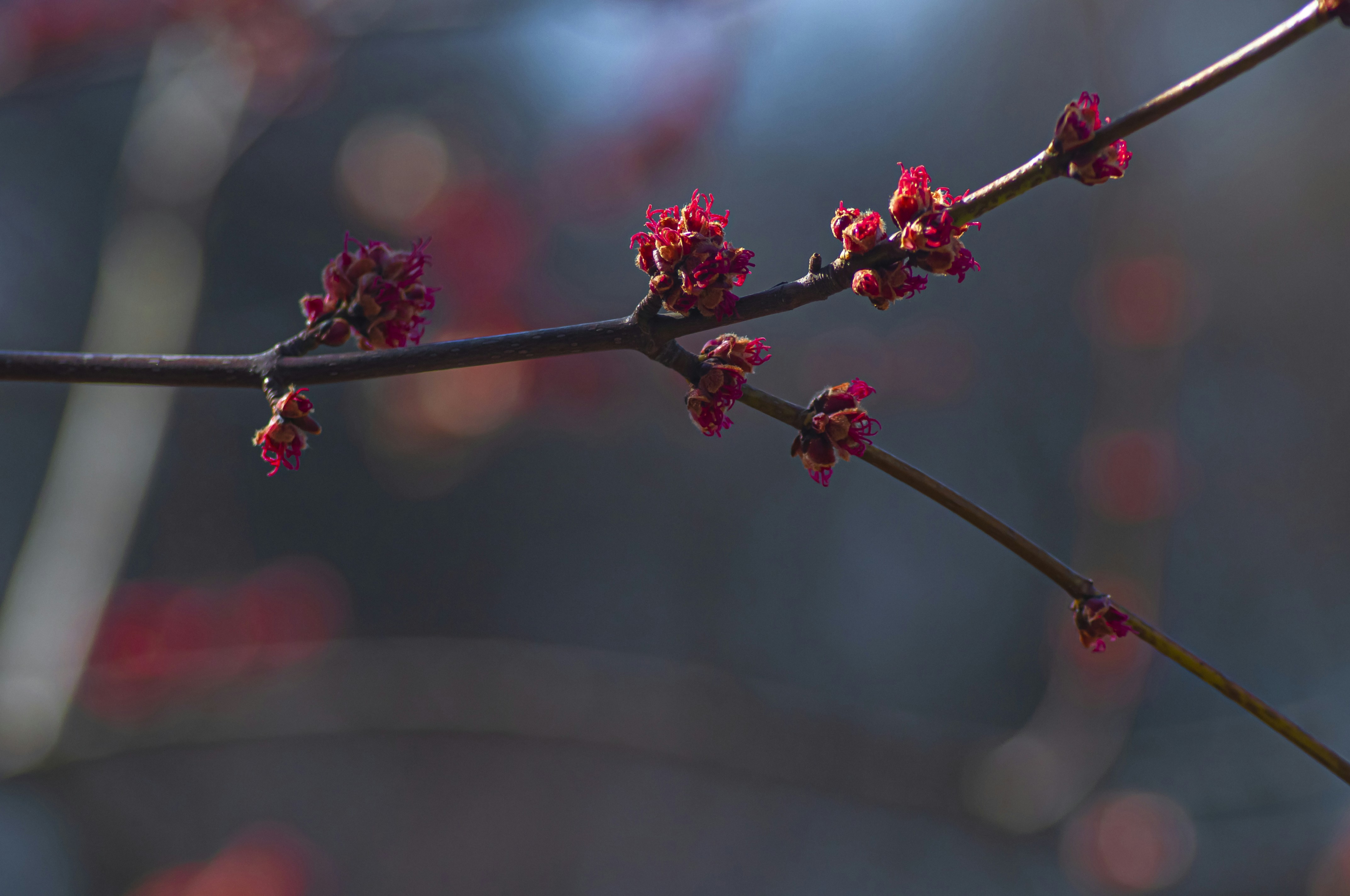 Photo by nikkitenkos