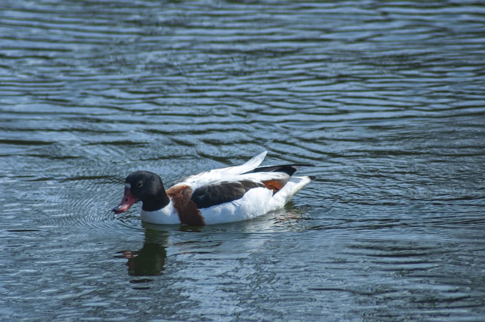 a duck floating on top of a body of water