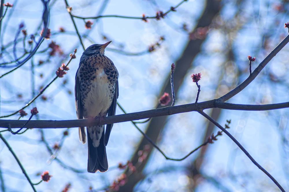 a small bird perched on a branch of a tree