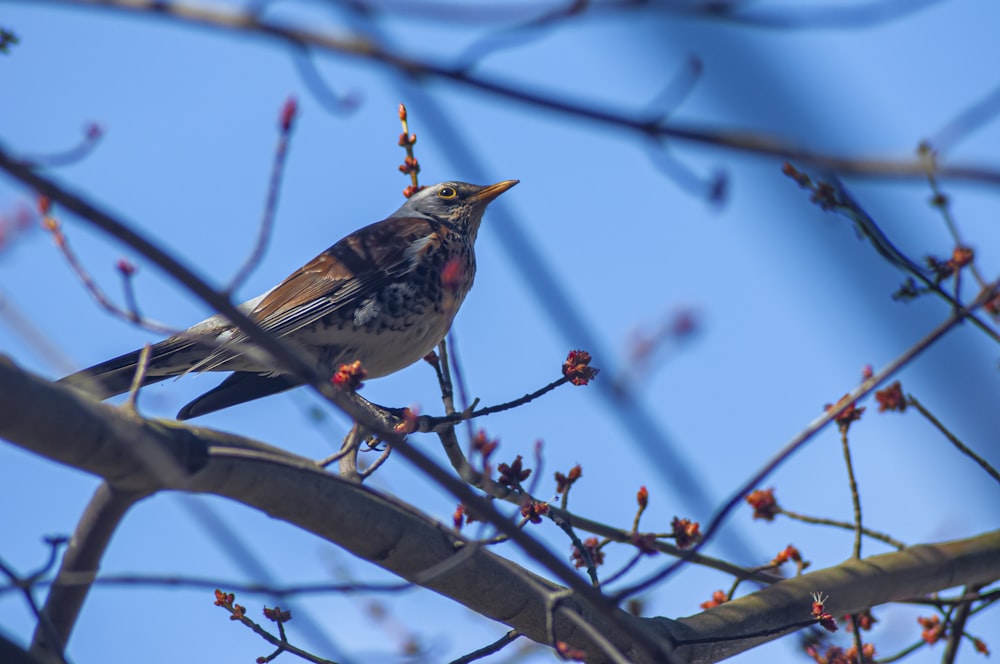 a small bird sitting on a branch of a tree