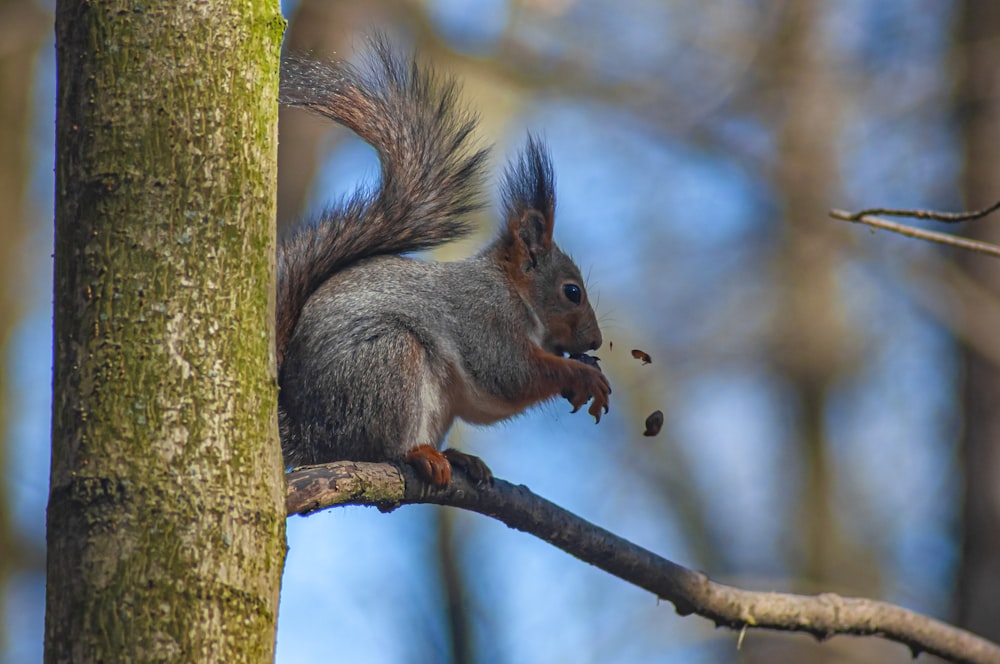 a squirrel sitting on top of a tree branch