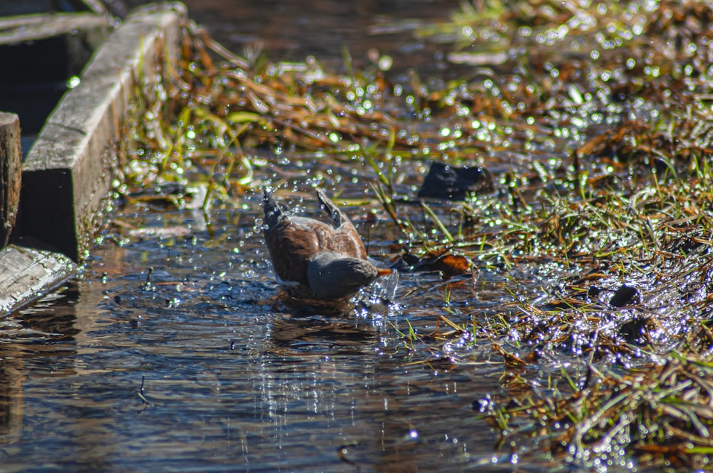 a small bird standing in a body of water