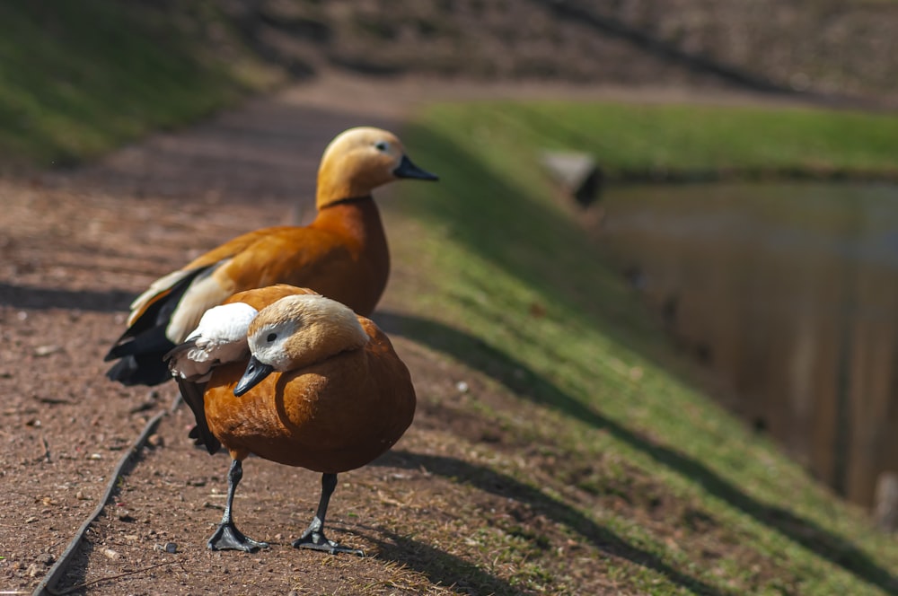 a couple of birds standing on top of a dirt road