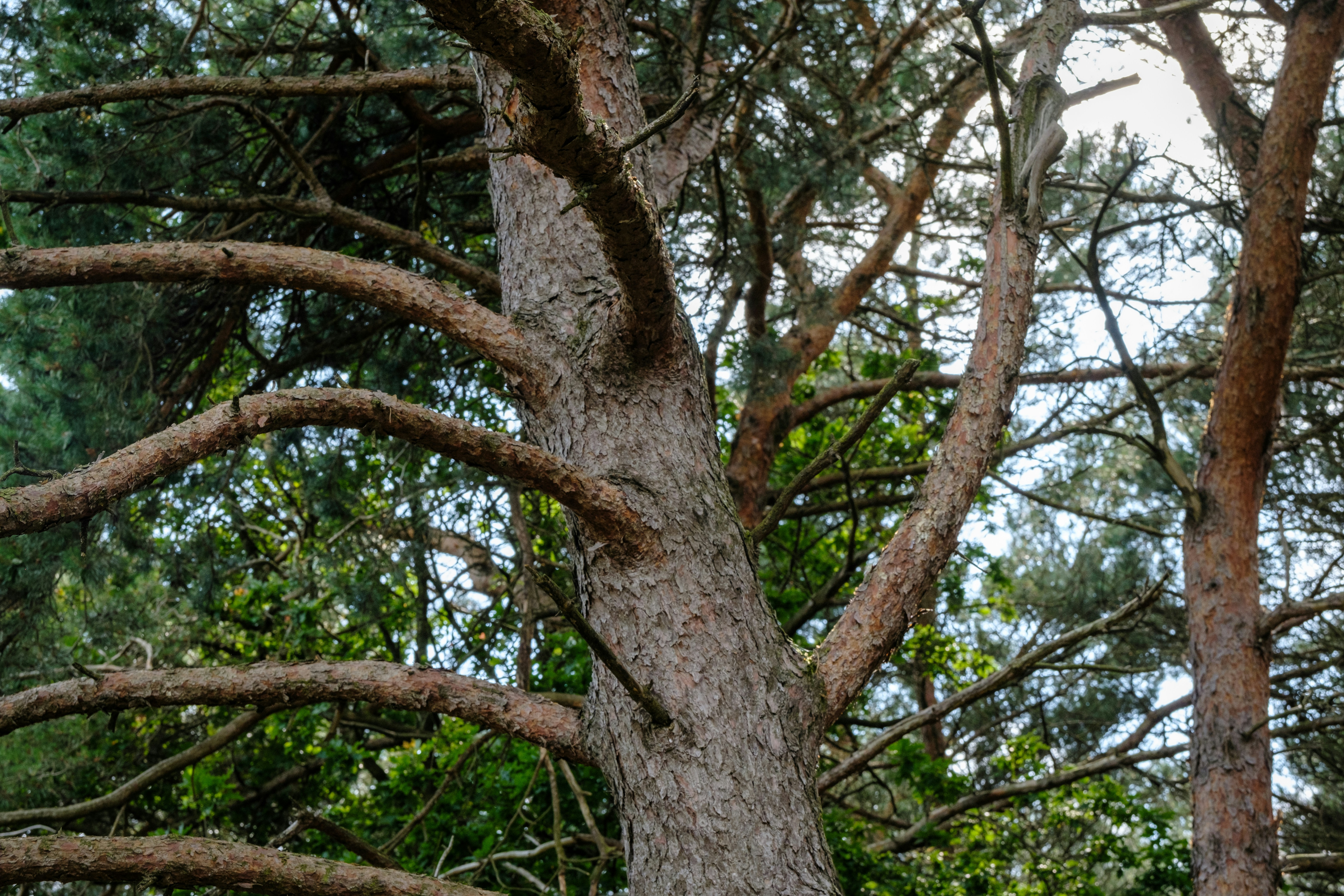 a large tree with many branches in a forest