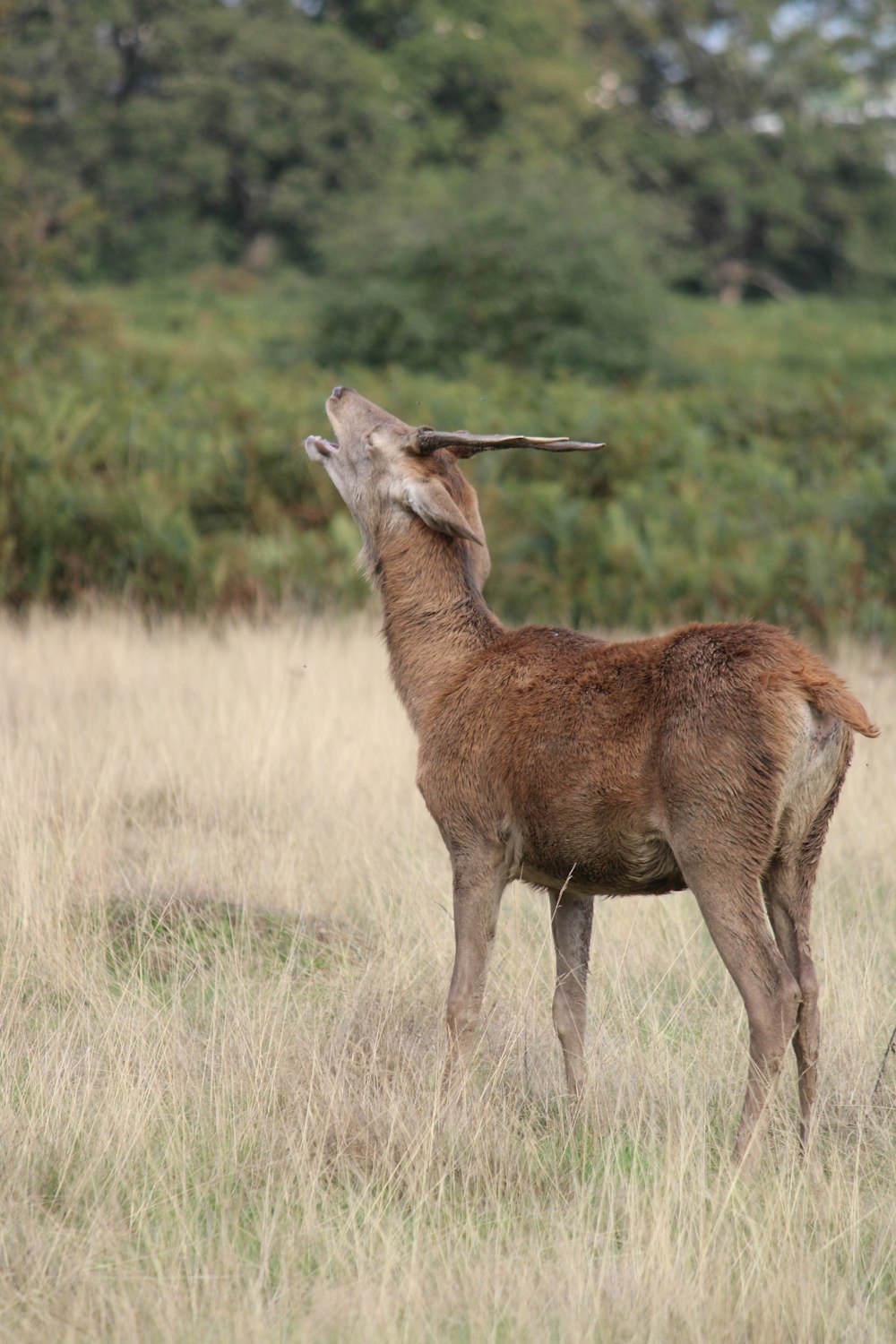 a small deer standing on top of a dry grass field