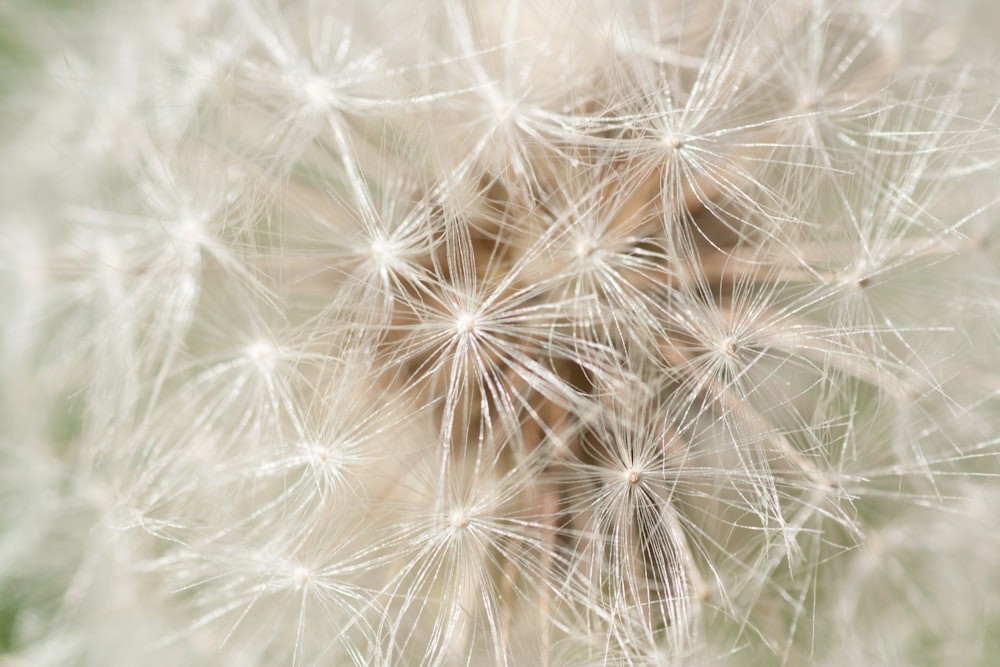 a close up of a dandelion in a field