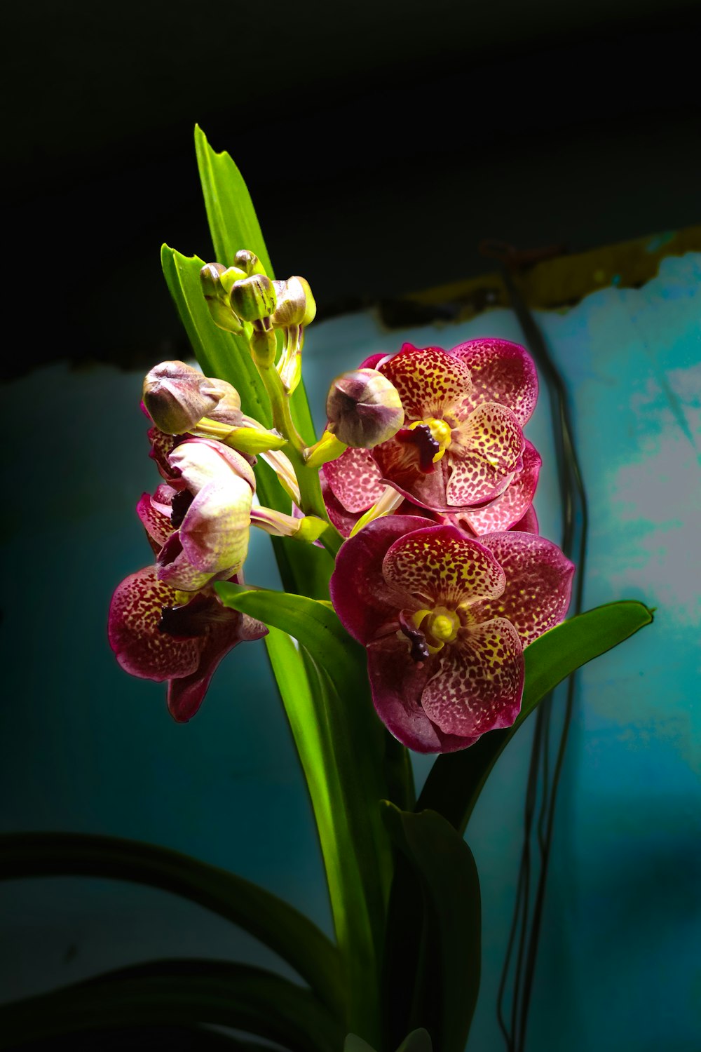 a close up of a flower with a blue background