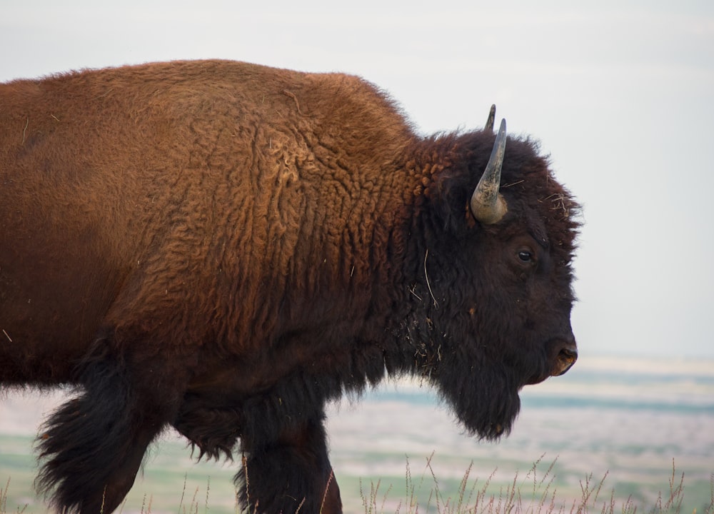 a large buffalo standing in a grassy field
