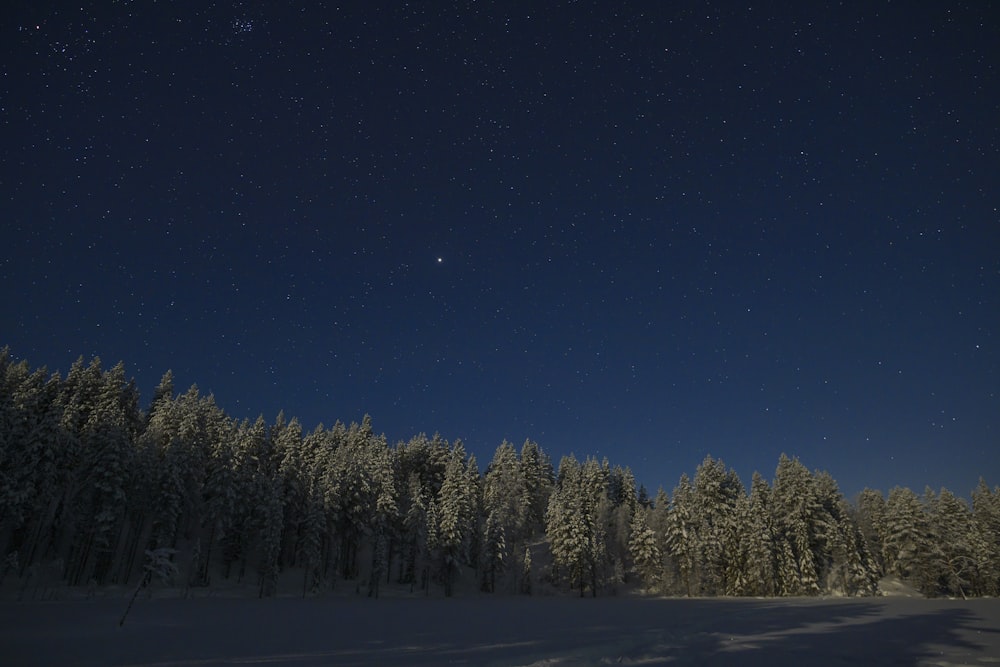 a night sky with stars above a snow covered forest