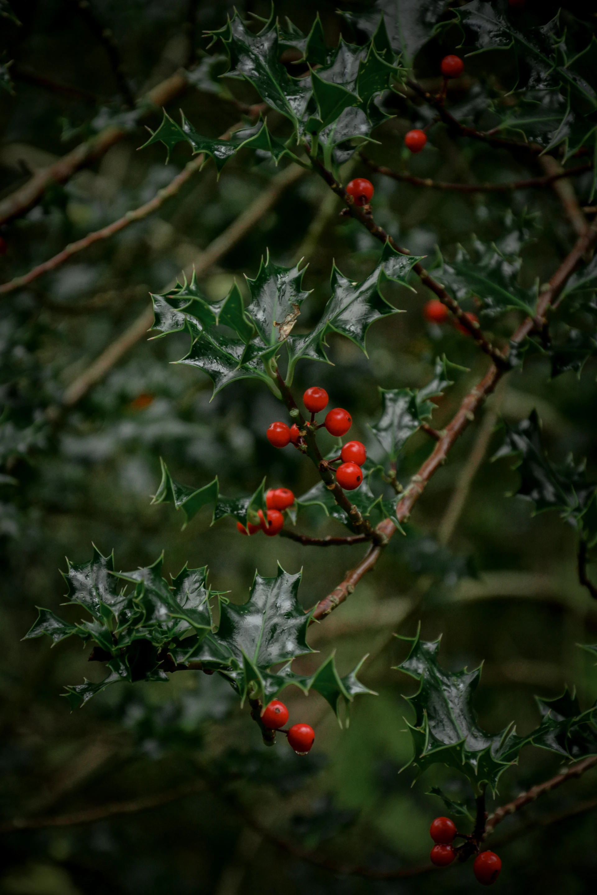 a branch with red berries and green leaves