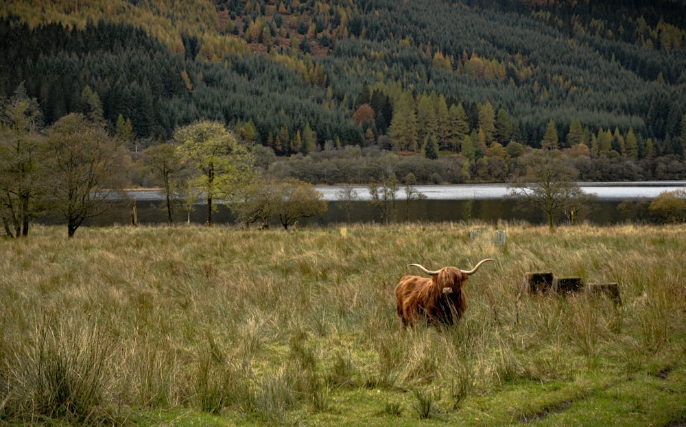 a cow standing in a grassy field with mountains in the background