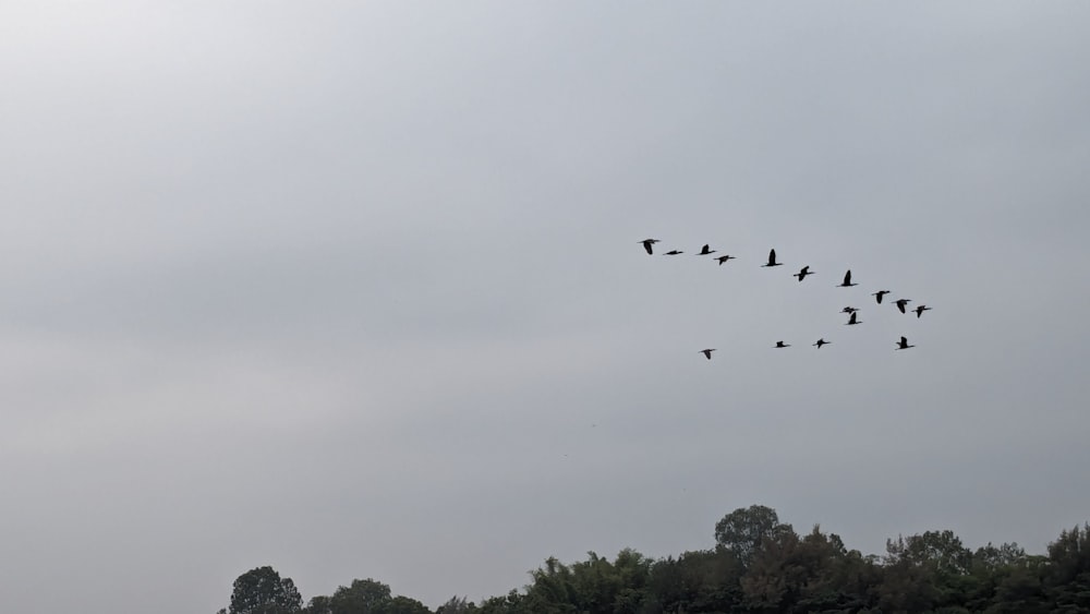 a flock of birds flying through a cloudy sky