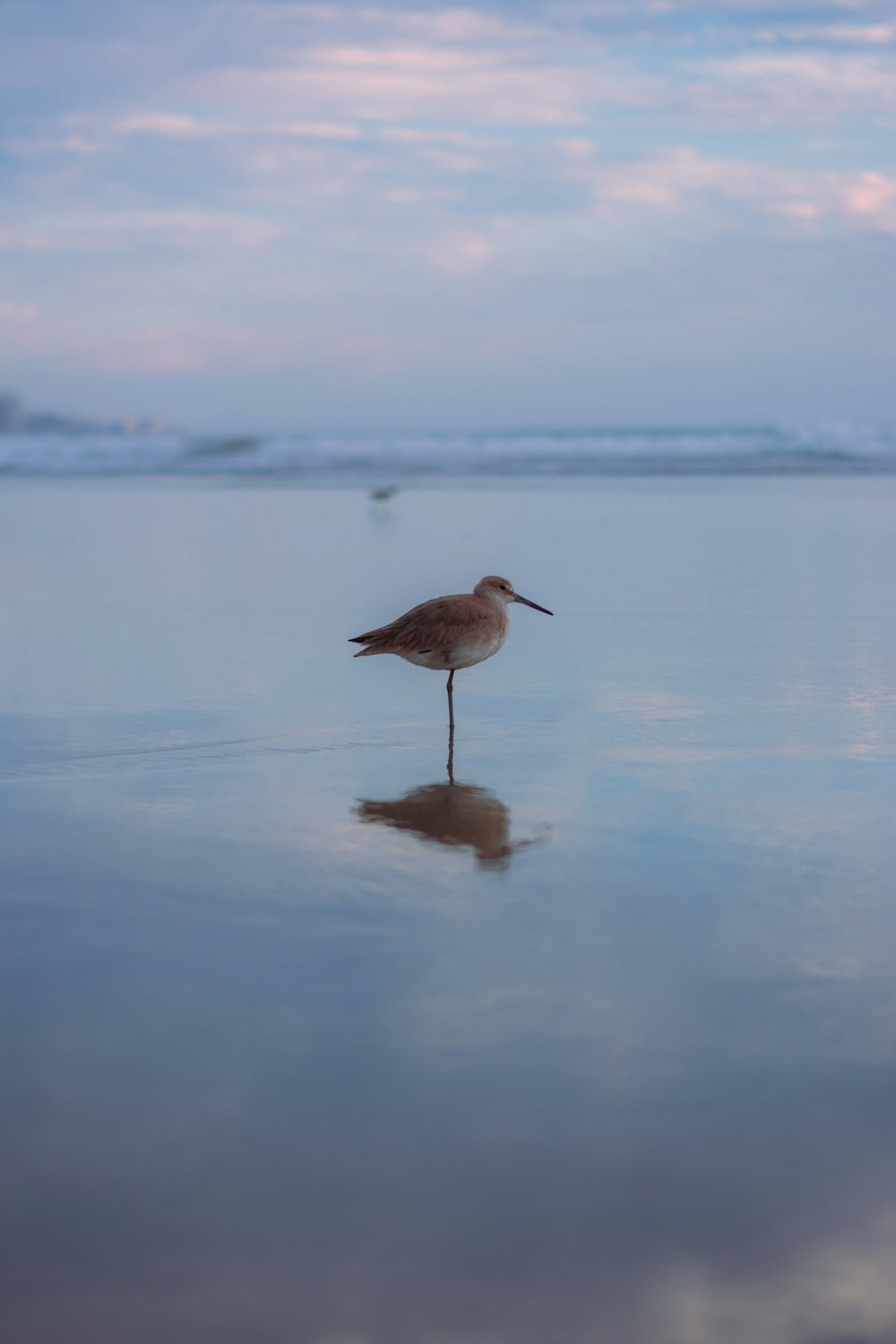 a small bird standing on a wet beach