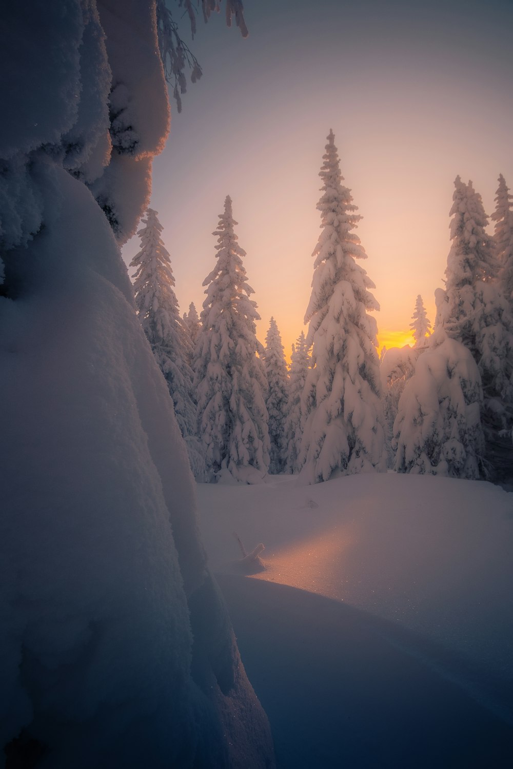 雪に覆われた森に沈む夕日
