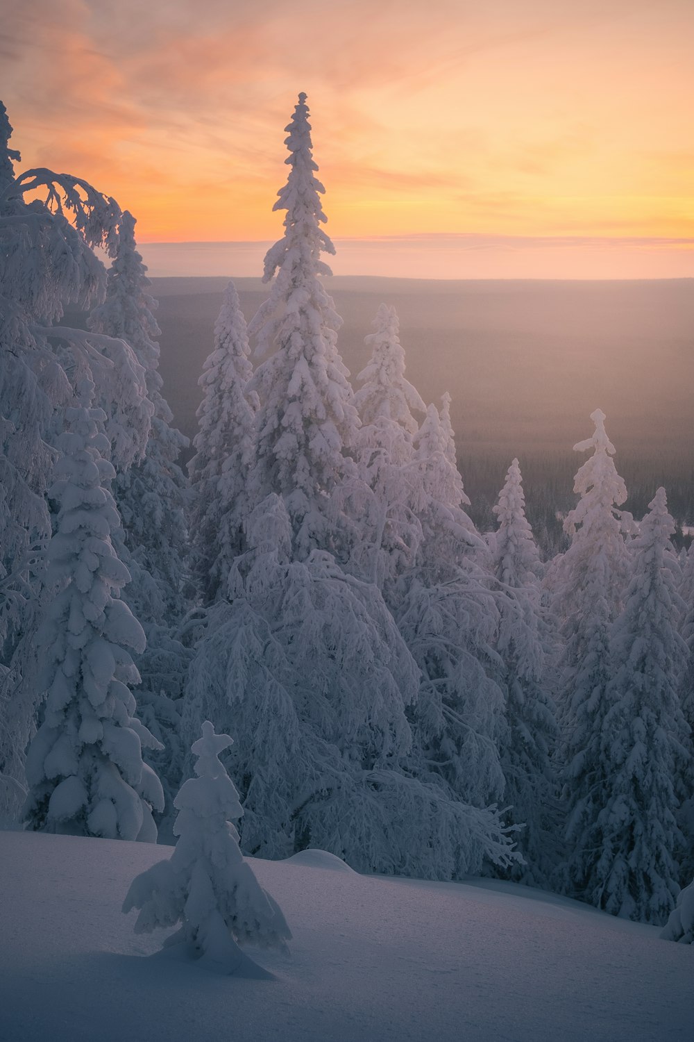 Un bosque cubierto de nieve con una puesta de sol de fondo