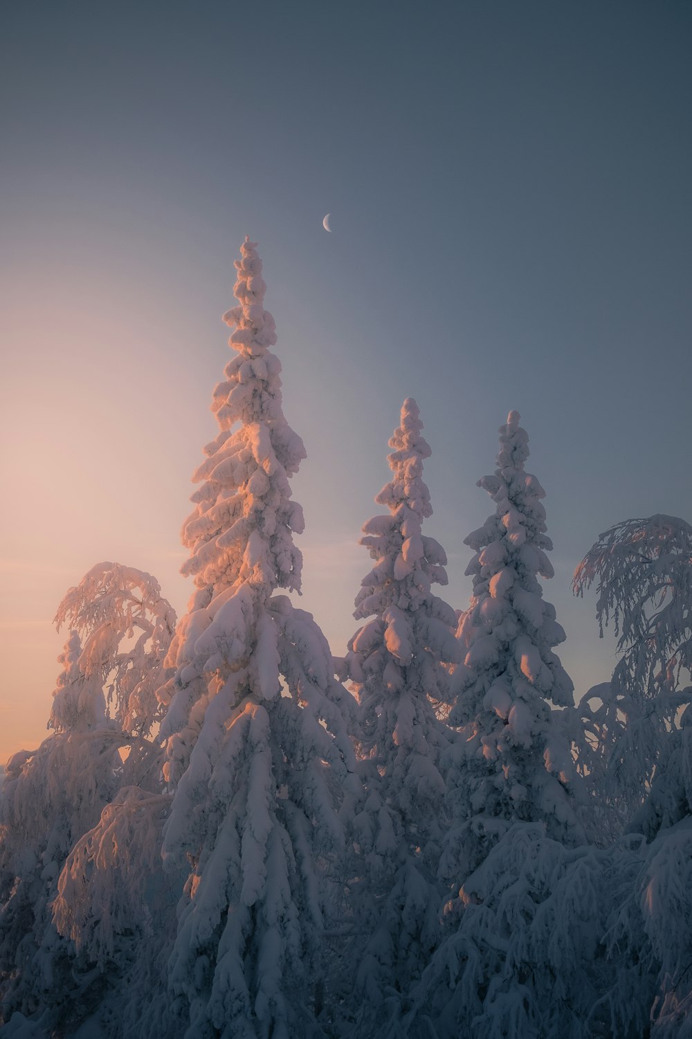 Schneebedeckte Bäume und ein Mond am Himmel