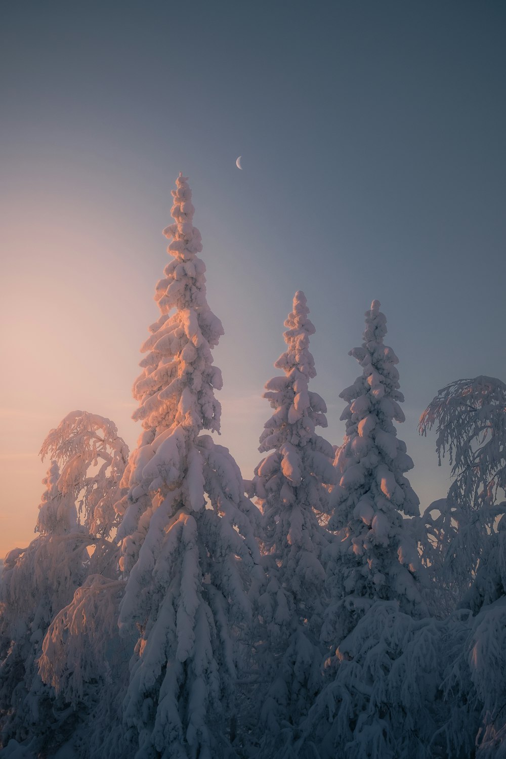 árboles cubiertos de nieve y una luna en el cielo