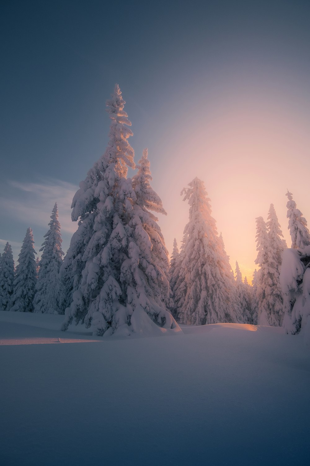 雪の木々の間から太陽が輝いています