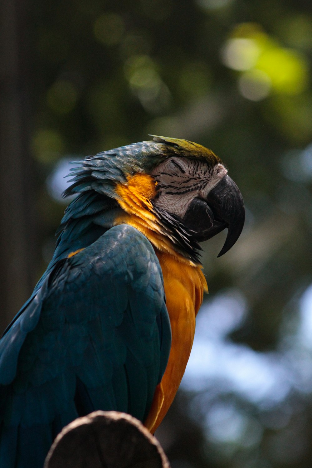 a colorful parrot sitting on top of a tree branch