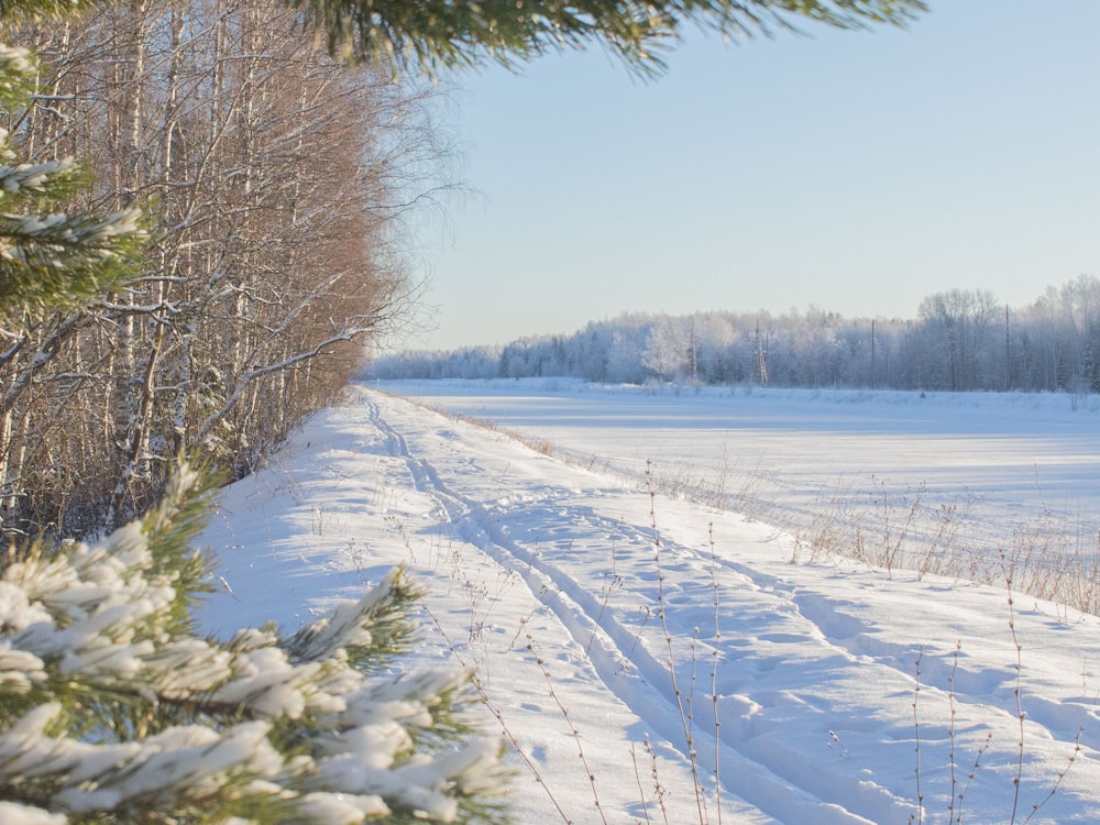 a snow covered field next to a forest