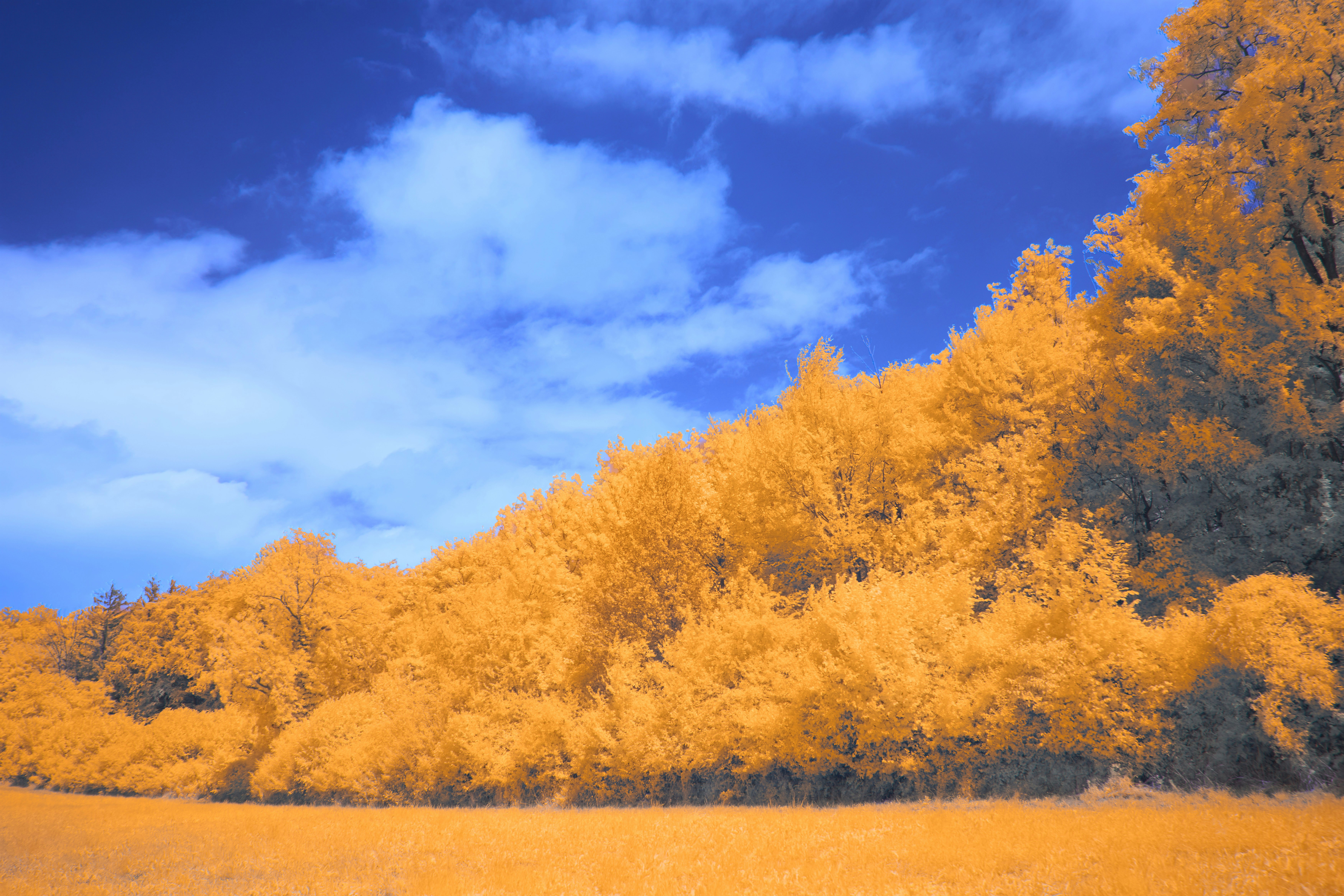 Photo by wolfgang_hasselmann