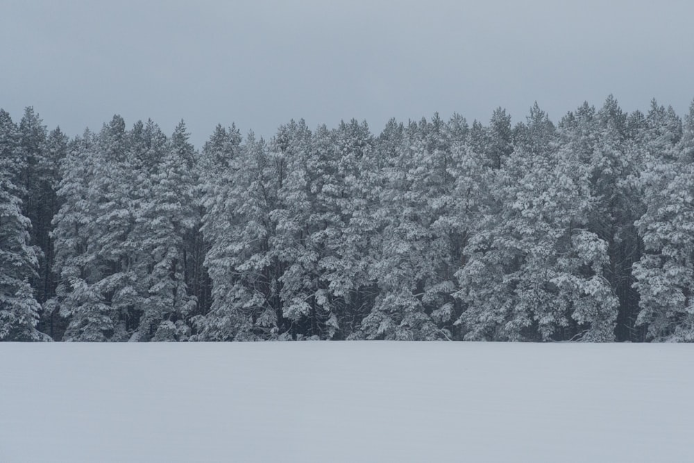 a snow covered field with trees in the background