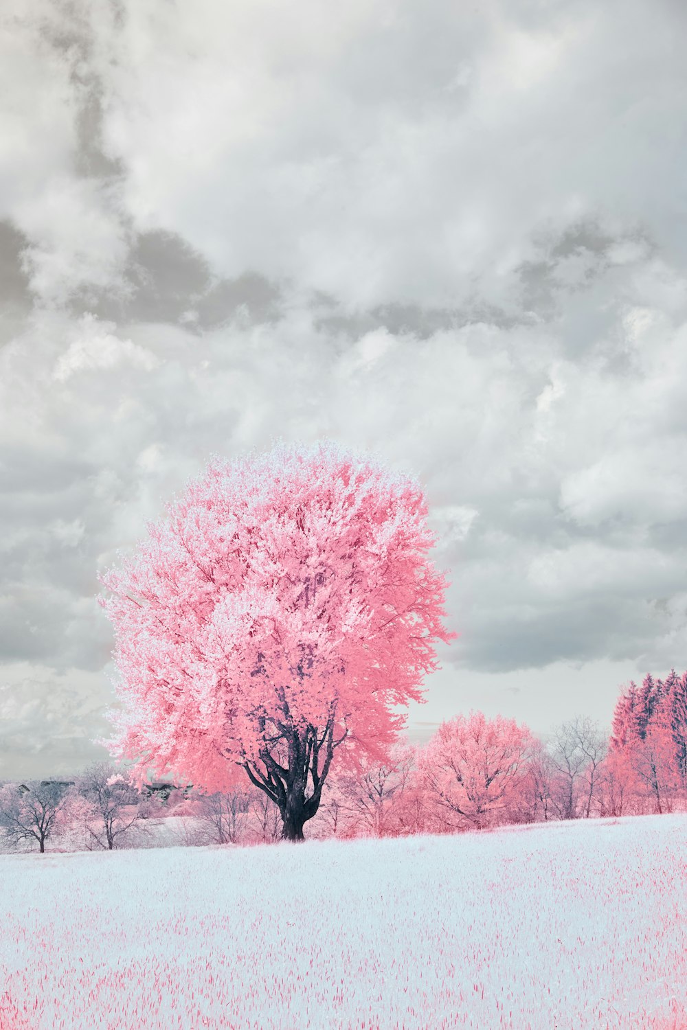 a pink tree in the middle of a field