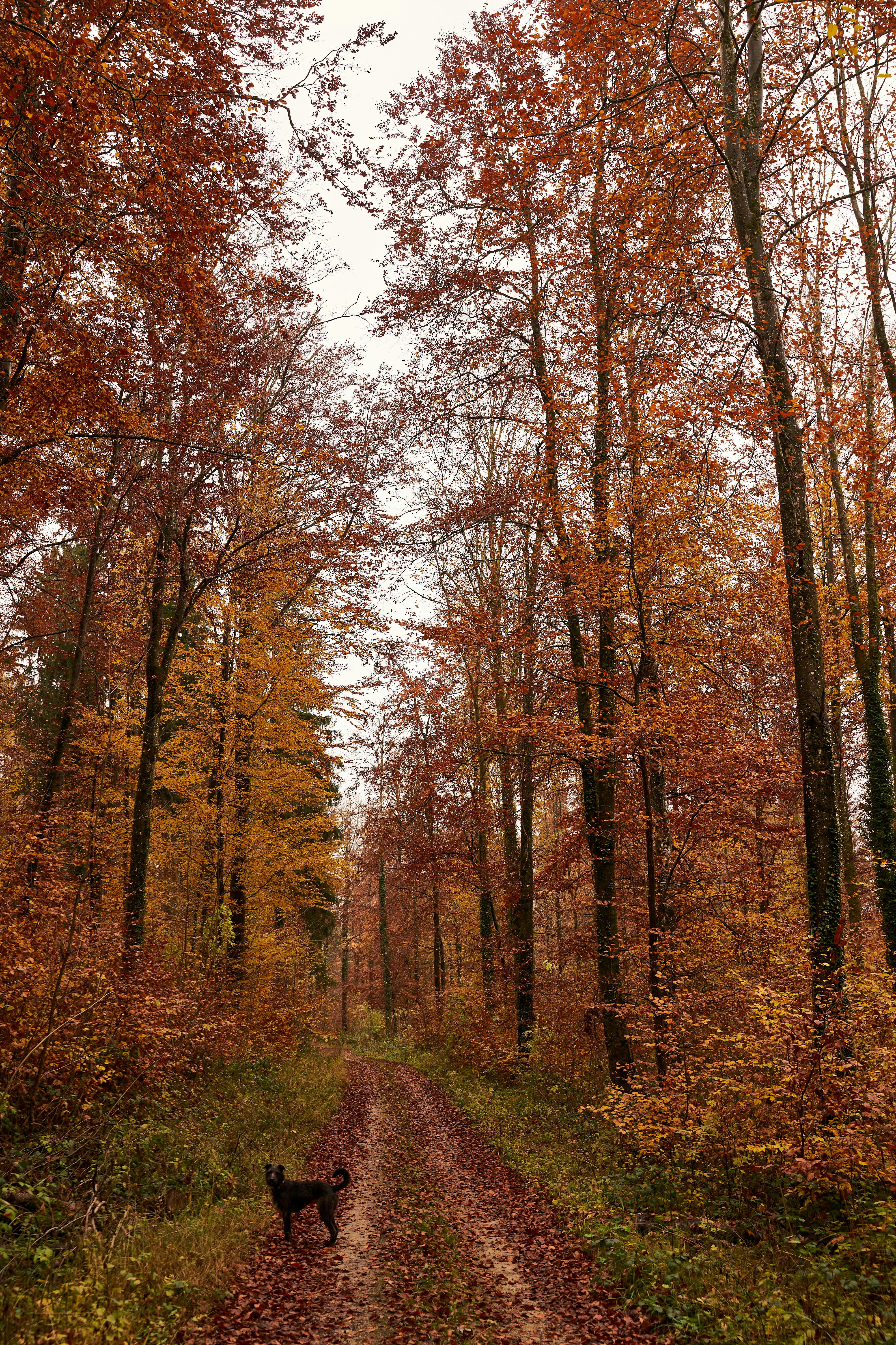 Photo by wolfgang_hasselmann