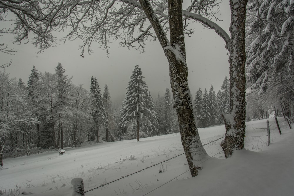 a snow covered field with trees and a fence