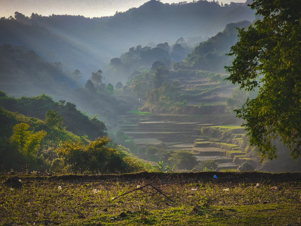 a lush green hillside covered in lots of trees