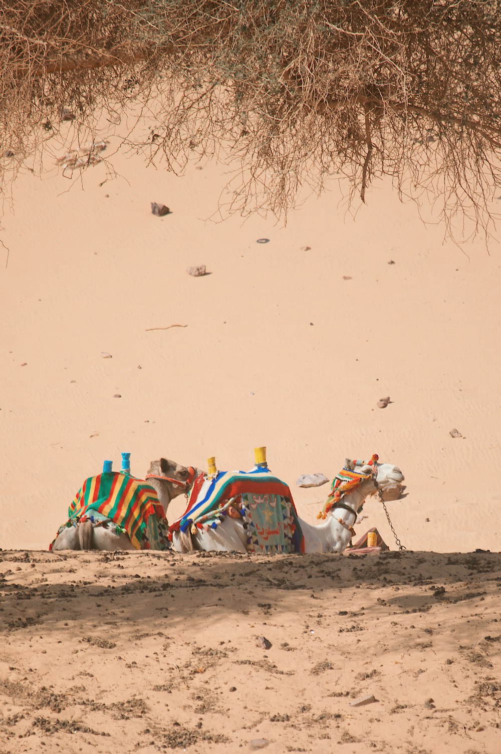 a group of people sitting on top of a sandy beach