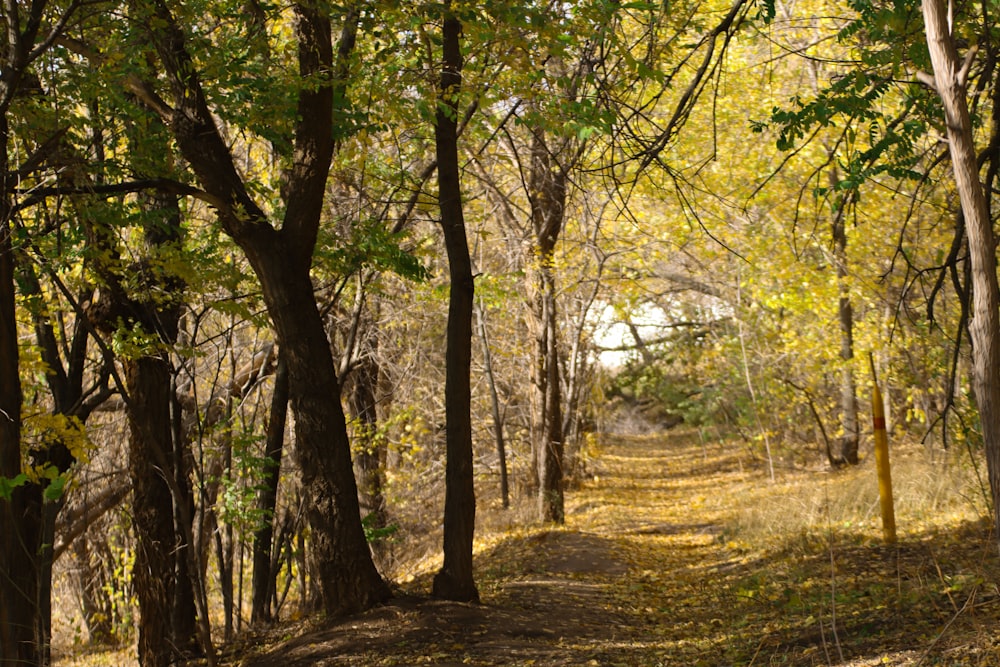 a dirt path in the middle of a wooded area