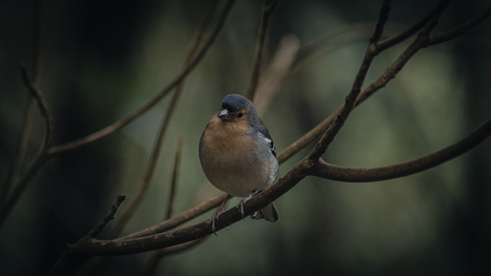 a small bird perched on a tree branch