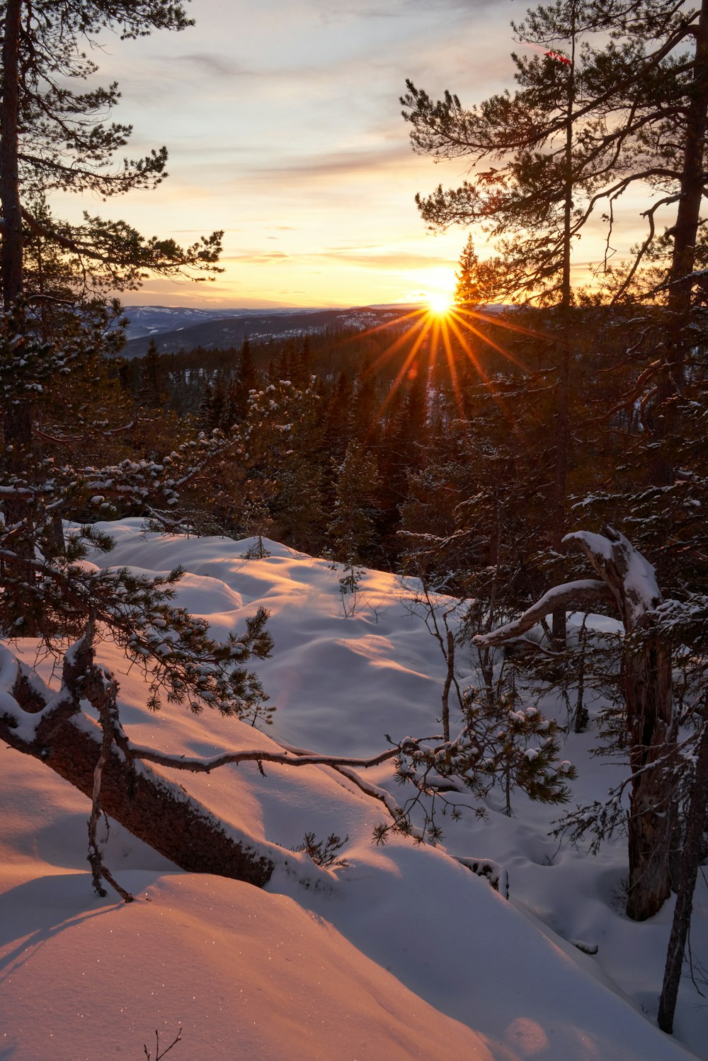 the sun is setting over a snowy forest