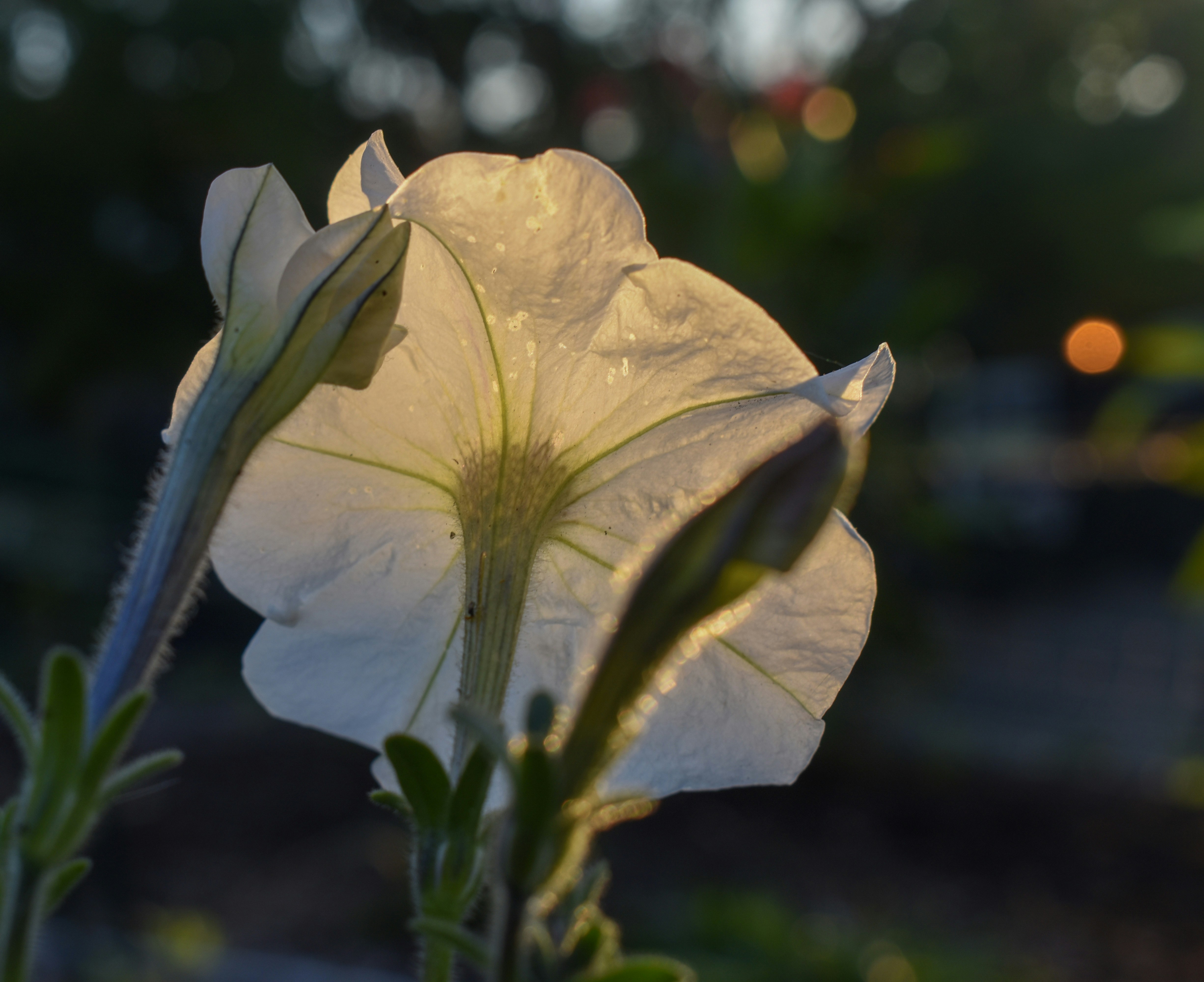 a close up of a white flower with a blurry background