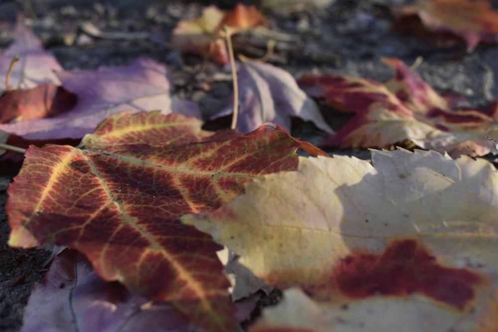 a bunch of leaves that are laying on the ground