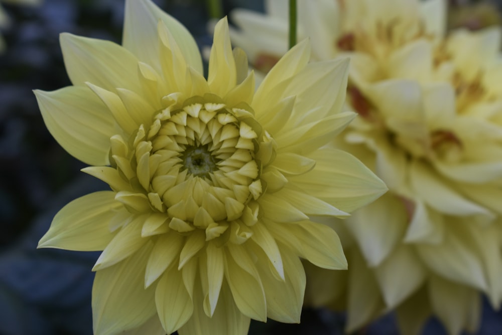 a close up of a yellow flower with other flowers in the background