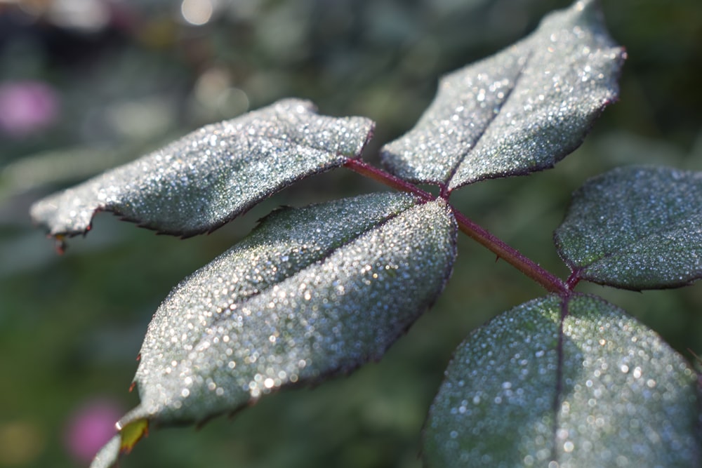 a close up of a leaf with drops of water on it