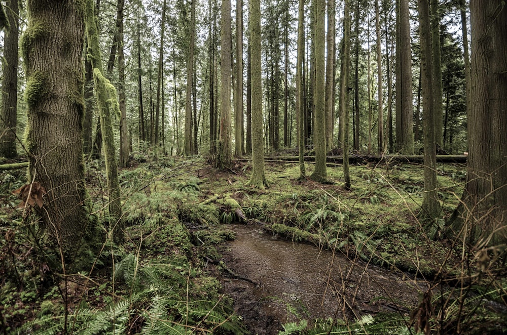 a small stream running through a lush green forest