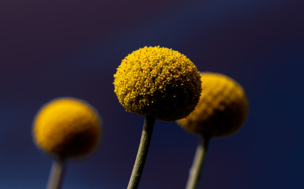 three yellow flowers with a blue sky in the background