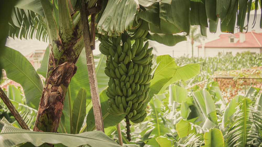 a bunch of green bananas hanging from a tree