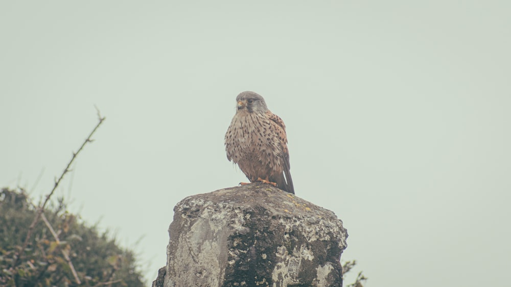 a bird sitting on top of a large rock