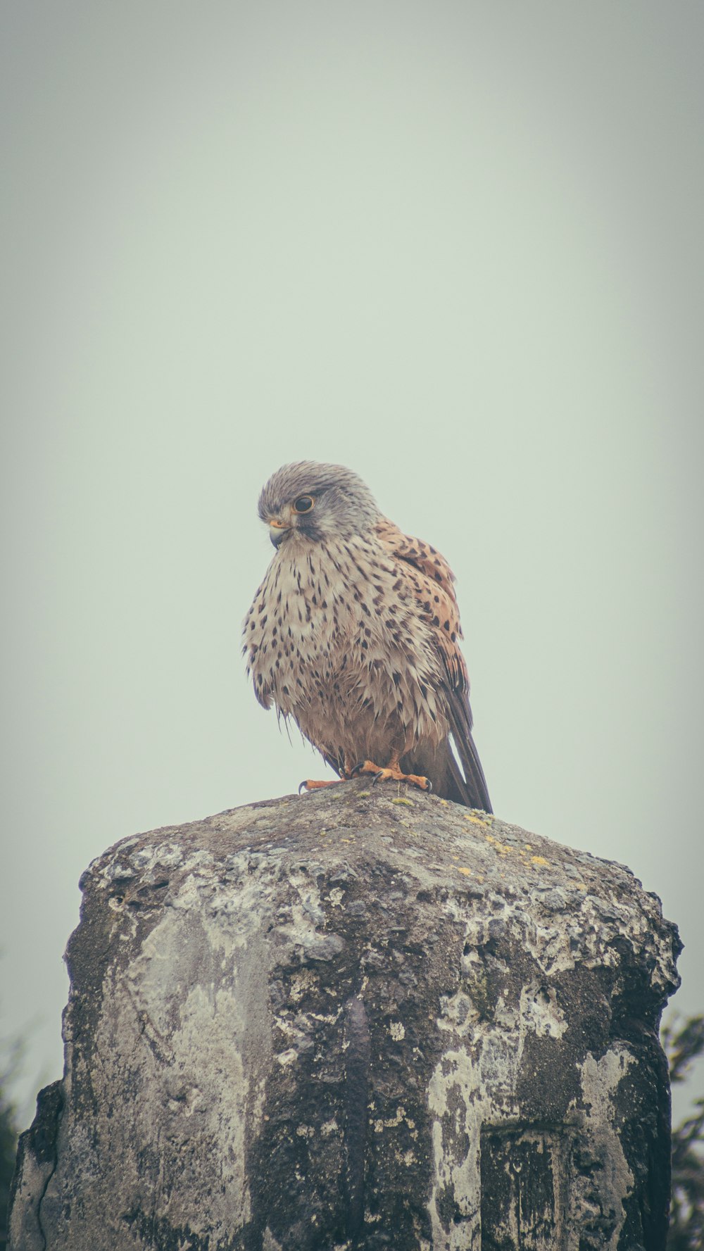 a bird sitting on top of a large rock