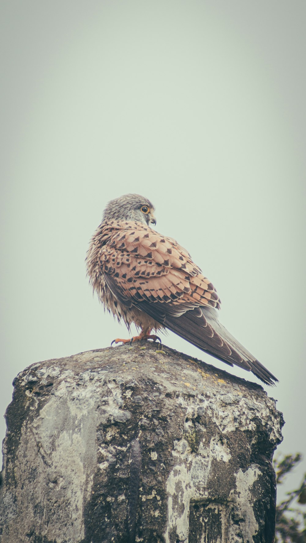 a bird of prey sitting on top of a rock