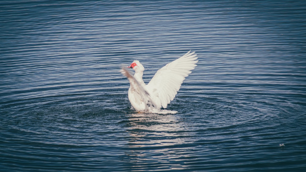 a white swan flapping its wings in the water