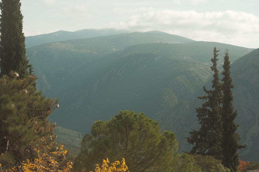 Blick auf eine Bergkette mit Kiefern im Vordergrund