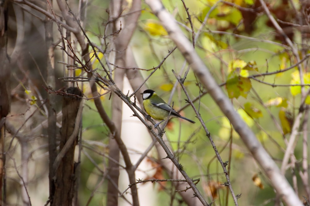 un petit oiseau perché sur une branche d’arbre