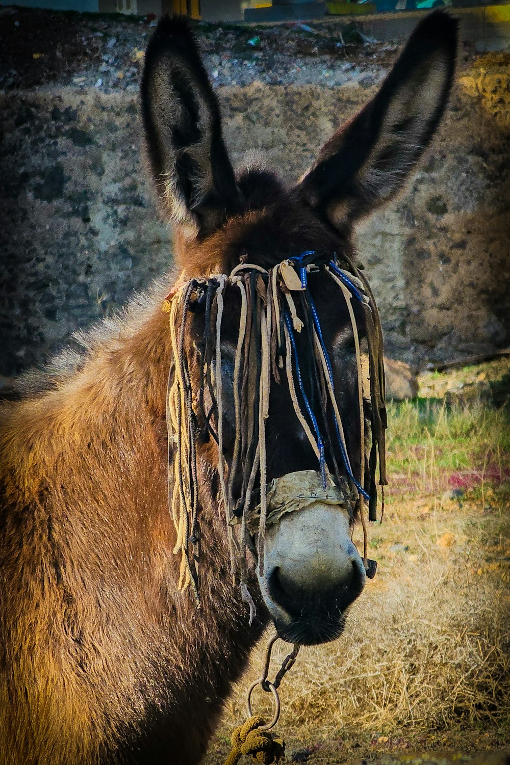 a donkey with a rope around it's neck