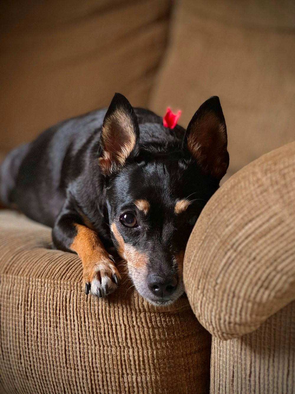 a small black and brown dog laying on top of a couch