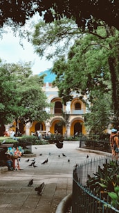 a group of birds sitting on the ground in front of a building